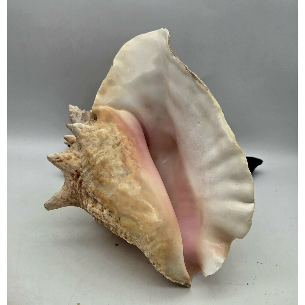 VINTAGE Large Conch Sea Shell Seashell Beach Horn - Picture 4 of 9